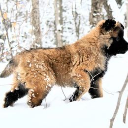 Belgian Tervuren Puppies from Chocorua Working Belgians