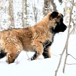 Belgian Tervuren Puppies from Chocorua Working Belgians