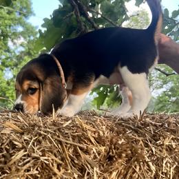 Beagle Puppies from Leslie Beagles of Leslie Farm