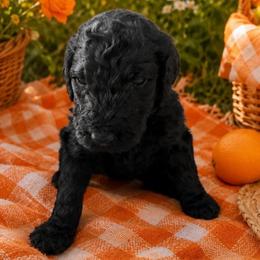 BERT - Black male Poodle puppy in Thornton, Colorado from Shandy Poodle