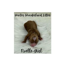 Australian Labradoodle Puppies from Jellybelly Australian Labradoodles