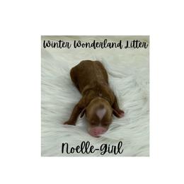 Australian Labradoodle Puppies from Jellybelly Australian Labradoodles