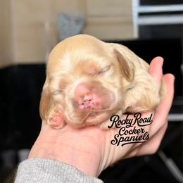 Sugar - Buff female Cocker Spaniel puppy in Nashville, Arkansas from Rocky Road Puppies