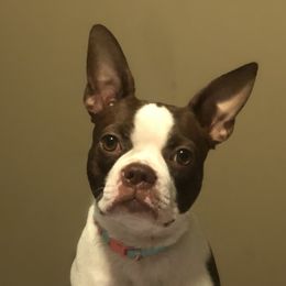 DAZY JUNE - Boston Terrier