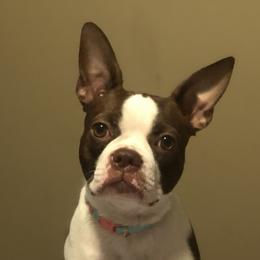 DAZY JUNE - Boston Terrier