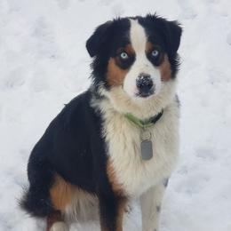 Lily - Australian Shepherd