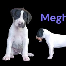 Princess Meghan - Black and white female Great Dane puppy in Brookings, South Dakota from Debonair Danes