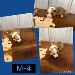 Boy 4 - Red male Pembroke Welsh Corgi puppy in Linden, Texas from W&W “lil” Wrangler Corgis