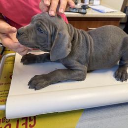 Cane Corso Puppies from A&B kennel