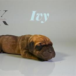 Ivy - Brown female Boerboel puppy in Delta, Colorado from SATA Kennels