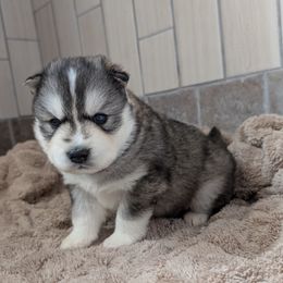 Boy 1 - Gray and white Siberian Husky puppy in Calhoun County, Alabama from Southern Spirit Howlin' Huskies
