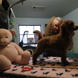 Poodle Puppies from Palmares Poodles in Red and Apricot