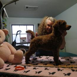Poodle Puppies from Palmares Poodles in Red and Apricot