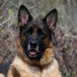 Cybyl Vom Wasserrand - Black and red female German Shepherd puppy in Hawthorne, Florida from Lace's High Flying German Shepherds And Golden Retrievers