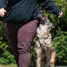 German Shepherds from Sonnengold German Shepherds
