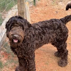 Bo - Chocolate Australian Labradoodle puppy in Oxford, Mississippi from Stony Brook Australian Labradoodles