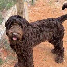 Bo - Chocolate Australian Labradoodle puppy in Oxford, Mississippi from Stony Brook Australian Labradoodles