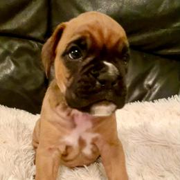 Walter - Fawn male Boxer puppy in Sultan, Kansas from Aphrodite Boxers Von Kesler Haus