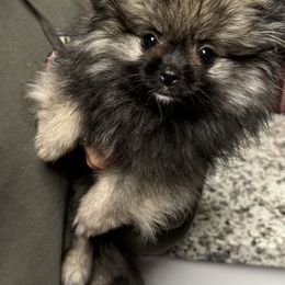 Pomeranian Puppies from JD Poms