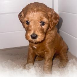 Janet - Red  female Goldendoodle puppy in Garden Grove, California from Sunkissed Doodles