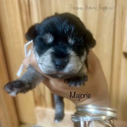 Majorie - Black and silver female Miniature Schnauzer puppy in Sedalia, Missouri from Farmer Brown's Puppies