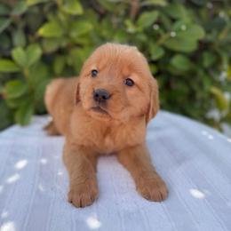 Female 3, Yellow - Golden female Golden Retriever puppy in Utah from Deseret Peak Goldens