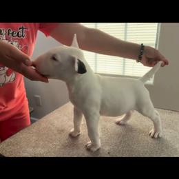 Bull Terrier Puppies from Rebel Angel