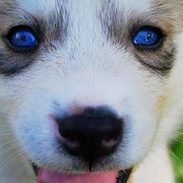 Siberian Huskies from Isham's Huskies