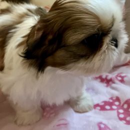Tiara - Gold and white female Shih Tzu puppy in Silver Lake, Oregon from Bling Shih Tzu