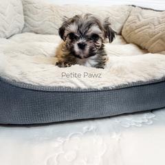 Boy 3 - male Mal-Shi puppy in Tampa, Florida from Petite Pawz