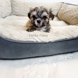 Boy 3 - male Mal-Shi puppy in Tampa, Florida from Petite Pawz