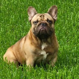 Malice - French Bulldog