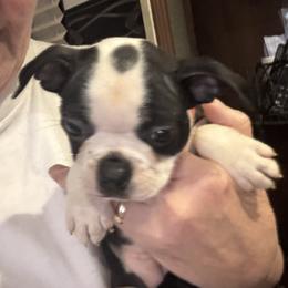 Penguin - Black and white male Boston Terrier puppy in Covington, Georgia from Tuxedo Bostons of Atlanta