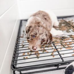 Sunny - Merle female Goldendoodle puppy in Greencastle, Indiana from Willow & Co.