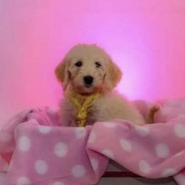 Goldendoodles from Vera's Goldendoodles