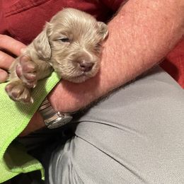 Female 2 Hot Pink - Long Haired Weimaraner puppy in Connersville, Indiana from Treaty Line Long Haired Weimaraners