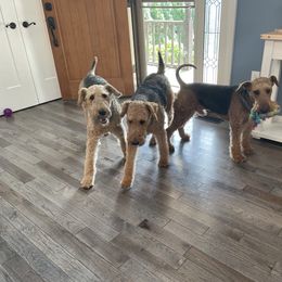 Airedale Terrier All Grown Up from RiverRun Terriers