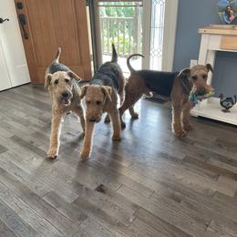 Airedale Terrier All Grown Up from RiverRun Terriers