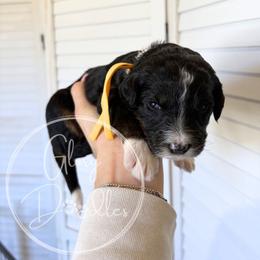 Yellow - Tri-color female Bernedoodle puppy in Rockwall, Texas from Glory Doodles