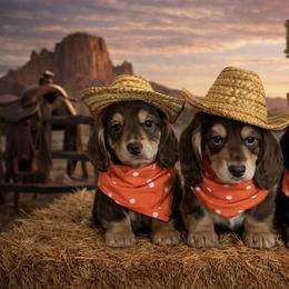 Chihuahua and Dachshund Puppies from Farm House miniatures