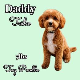 Tesla - Poodle