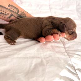 Dolly - Chocolate and cream female Dachshund puppy in Tucson, Arizona from Legacy Canines
