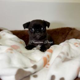 Penny - Black female Pug puppy in Shady Hills, Florida from Premium Pugs