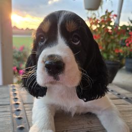 Chloe - Black white and tan female English Springer Spaniel puppy in Statesville, North Carolina from BAR Z Springers
