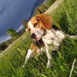 Dahlia - Beagle