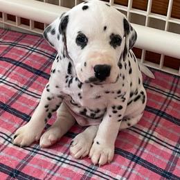 Forrest (green boy) - White and black male Dalmatian puppy in Acampo, California from Gateway Farm Dalmatians