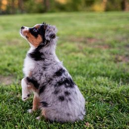 Miniature American Shepherd and Miniature Australian Shepherd Puppies from Rocking 4C