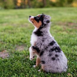 Miniature American Shepherd and Miniature Australian Shepherd Puppies from Rocking 4C