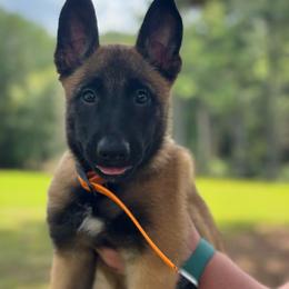 Orange - Fawn female Belgian Malinois puppy in Westminster, South Carolina from Fromage Malinois