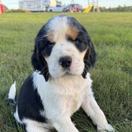 Denim - Black white and tan male English Springer Spaniel puppy in Derby, Vermont from Ledge N' Tree English Springer Spaniels